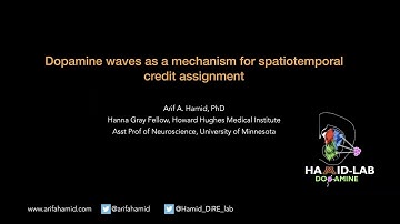 Striatal dopamine waves as a mechanism for spatiotemporal credit assignment