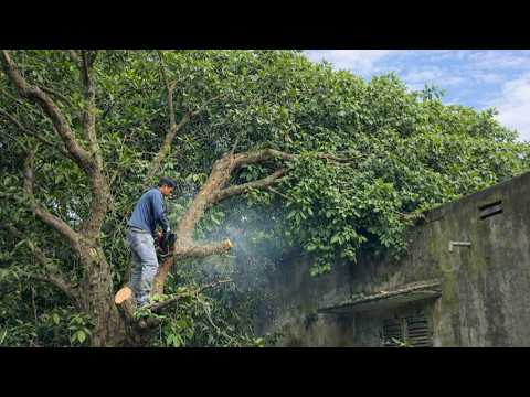 I cut down a DANGEROUSLY OVERGROWN PLUM TREE next to the house - YouTube