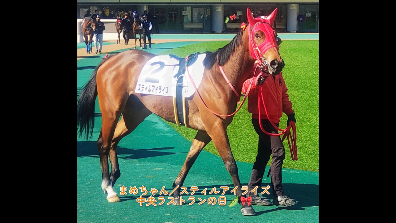 スティルアイライズ／まめちゃん🎀　ラスト中央ラン…🐎💨　〜初めての東京競馬場で応援してみた〜
