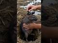 Inside a Giant Bandicoot Rat Burrow System 🐀 | Underground POV Footage