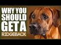 5 Reasons Why YOU SHOULD Get A RIDGEBACK