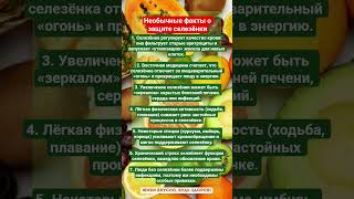 ЗАЩИТА СЕЛЕЗЁНКИ!!! #зож #здоровье #здоровыйдух #селезенка #органы #витамины #факты #пп #шортс