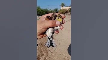 طائر الصلنج وطائر البسبوس السوري روعة 