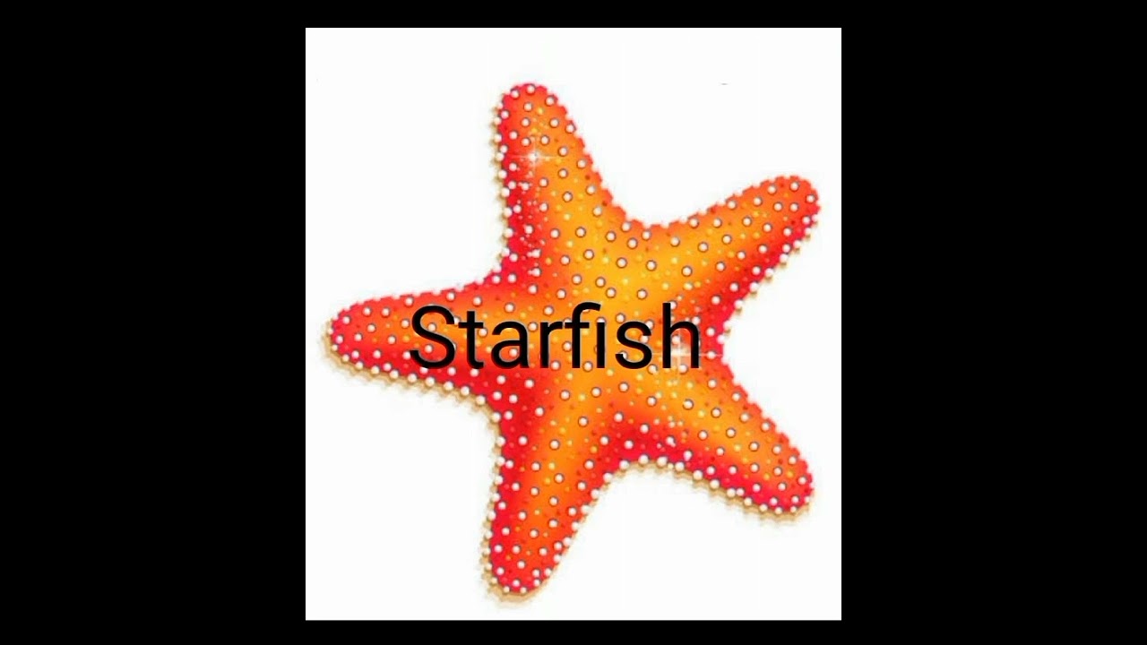 Aquatic Animals/Water Animals/Sea Animals for KIDS🐬🦈🐢Part1SHIV