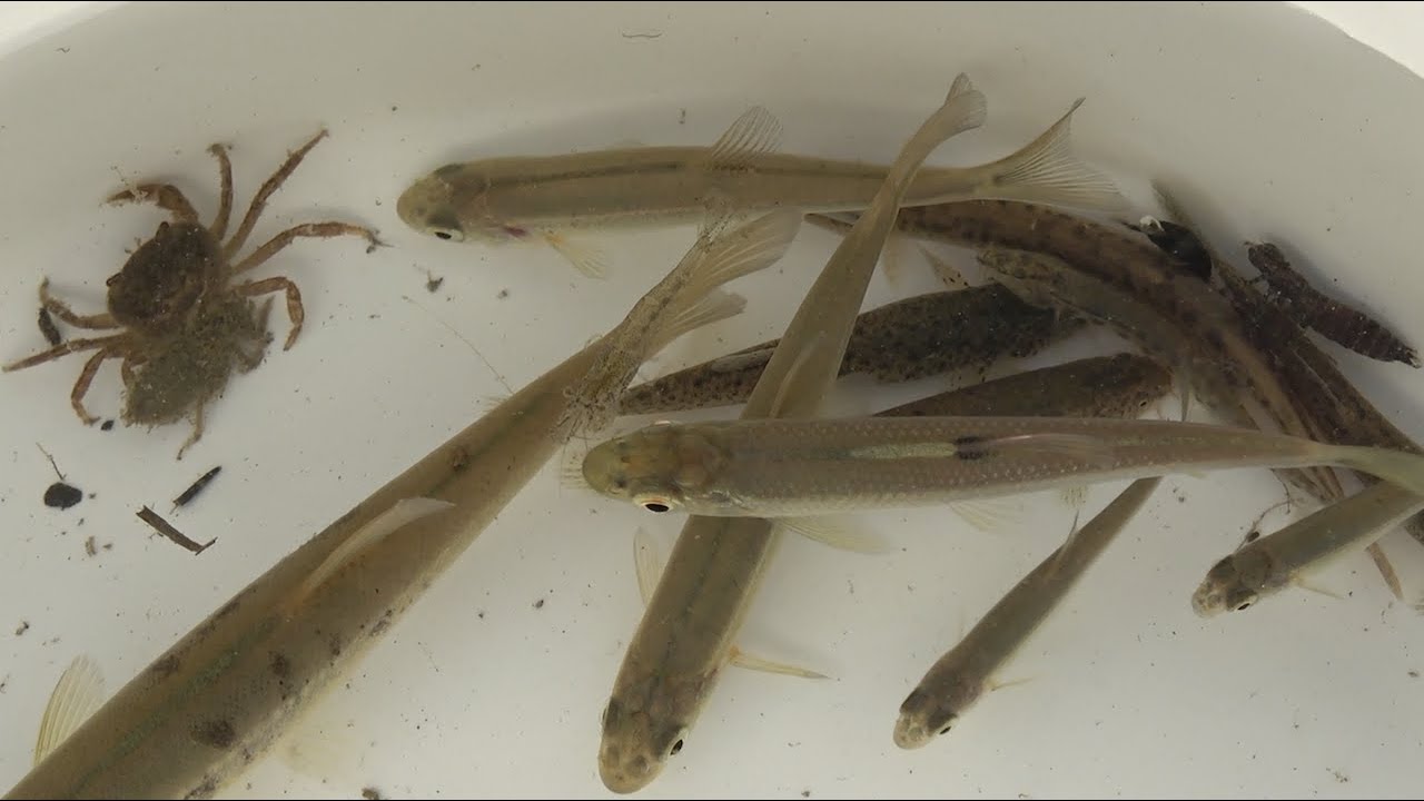 3585 外国切手 タンザニア 1995年 サンゴ礁の動物 海の生物  シリーズ 3585 外国切手 タンザニア 1995年 サンゴ礁の動物 海の生物