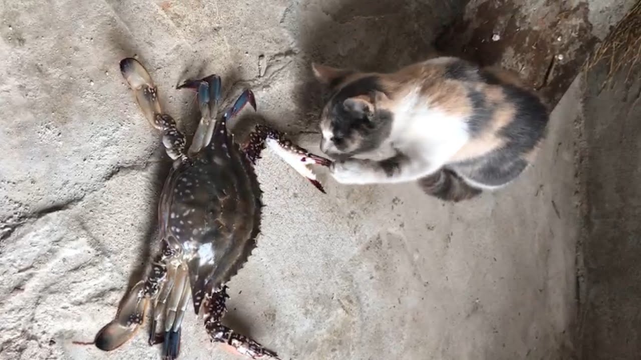 The Big Crabs 🦀 Attack on Little Cat 🐈Pussy  Kitten