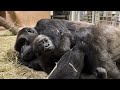 #GorillaStory: Sweet Snuggles