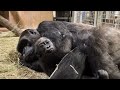 #GorillaStory: Sweet Snuggles