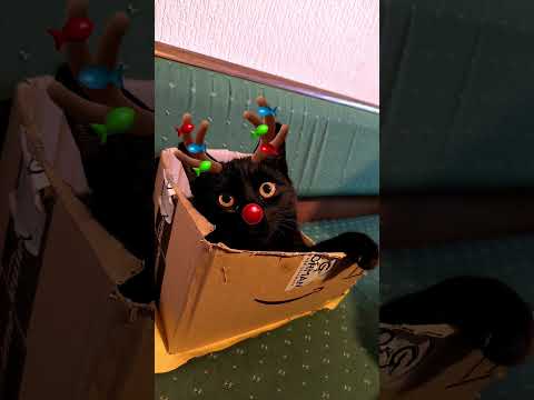 Получили посылку с Амазона:).Можно заказать вот такого прекрасного котика:).