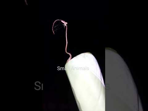 Video Little spider on banana leaf | Nhện nhỏ trên lá chuối... - youtube