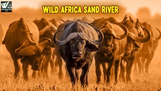 सैंड नदी मै जंगली जानवर कैसे रहते है | Wild Africa Sand River | World Documentary HD screenshot 1