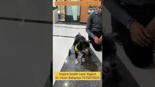 Special Cart For Paralysed Dog Able To Walk Again Dr. Hiren Babariya 7575075535
