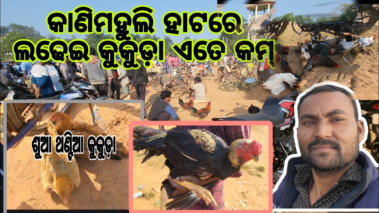 kanimahuli kukuda hato ##travellife #hato vlog #village life vlog #murga hoat #village tour odisha