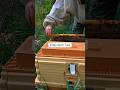Hive Split Tips for Beekeepers #beekeeping #honeybees #queenrearing #split
