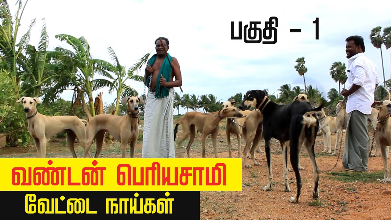 வண்டன் பெரியாசாமி வேட்டை நாய் | பகுதி 1 | Tamilarin Veera Marabu