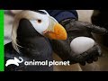 Puffin Couples Prepare Their Nests For Breeding Season | The Aquarium