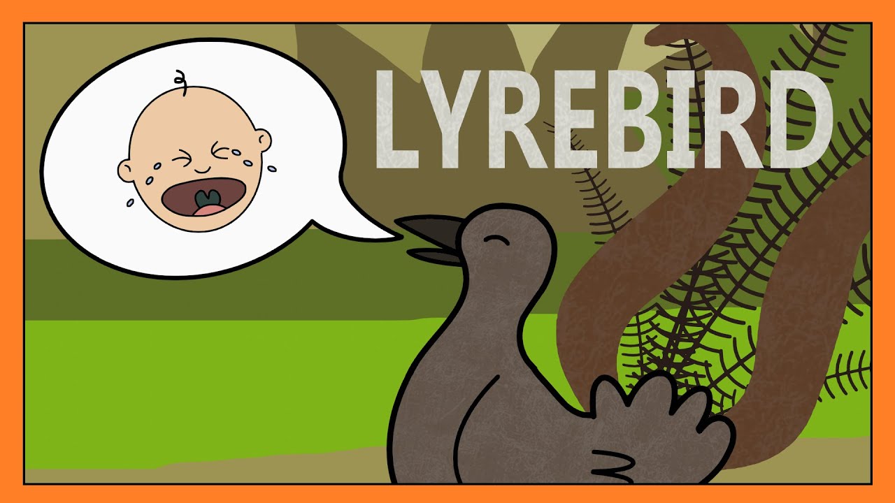 Lyrebird Song Funny Copying Sounds Song for Kids │ Smiley Rhymes
