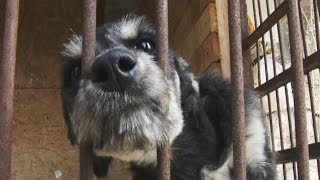 Помощь бездомным животным. Утро с Губернией. GuberniaTV Помощь бездомным животным. Утро с Губернией. GuberniaTV
