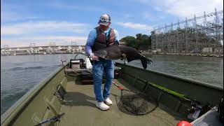 видео: ЛУЧШИЙ СПОСОБ ПОЛОВИТЬ СОМА НА СИЛЬНОМ ТЕЧЕНИИ картинка: ЛУЧШИЙ СПОСОБ ПОЛОВИТЬ СОМА НА СИЛЬНОМ ТЕЧЕНИИ