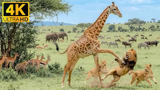 Beautiful Savanna Wildlife 4K 🦓🌿 Soft Piano to Calm Your Mind & Escape Stress 🎹💛 screenshot 5