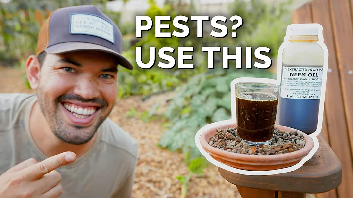 How to Use Neem Oil to Control Pests & Diseases - DayDayNews
