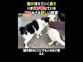 猫島の生態系危機#動物世界 #動物 #犬 #funny #面白いのサムネイル