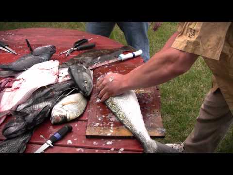 How to Steak Bluefish - Bluefish Filleting and Cle...