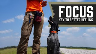 Teach Your Dog Proper Heeling Position