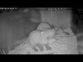 Six-Week-Old Black Footed Ferret Kits Wrestle and Play