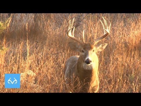 buck-jumps-fence-|-giant-kansas-whitetail-|-monster-bucks-monday-presented-by-midway-usa