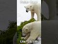 【証拠隠滅!?】すぐさま駆けつけ見せた母の怪力!ホッキョクグマ親子#polarbear #shorts