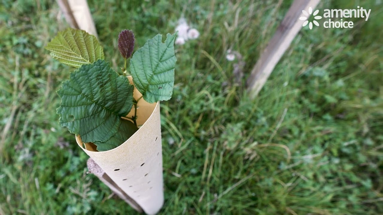 Tree Hugger™ Biodegradable Shelters - Sustainable Tree Protection - Amenity Choice