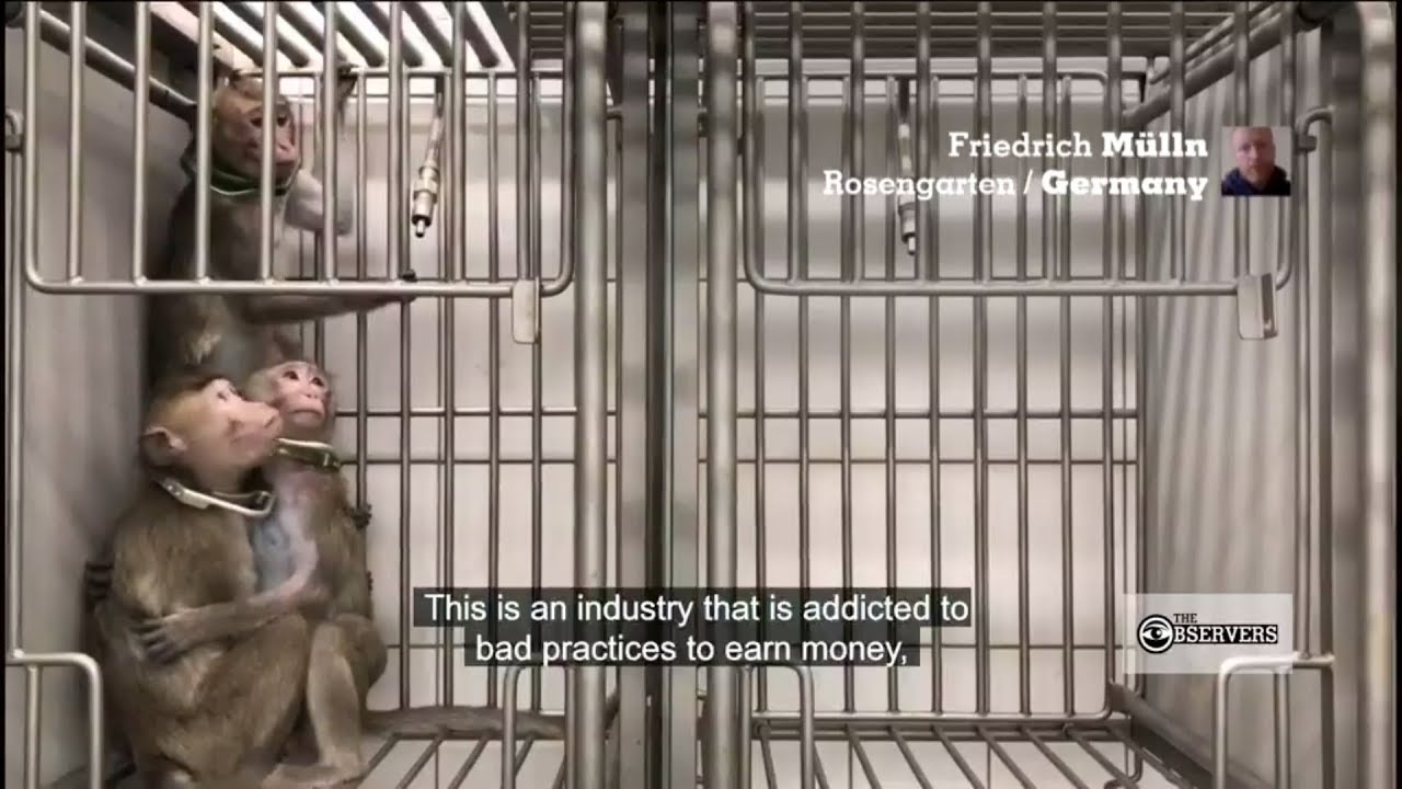 Undercover footage shows 'nightmarish' animal testing in German lab