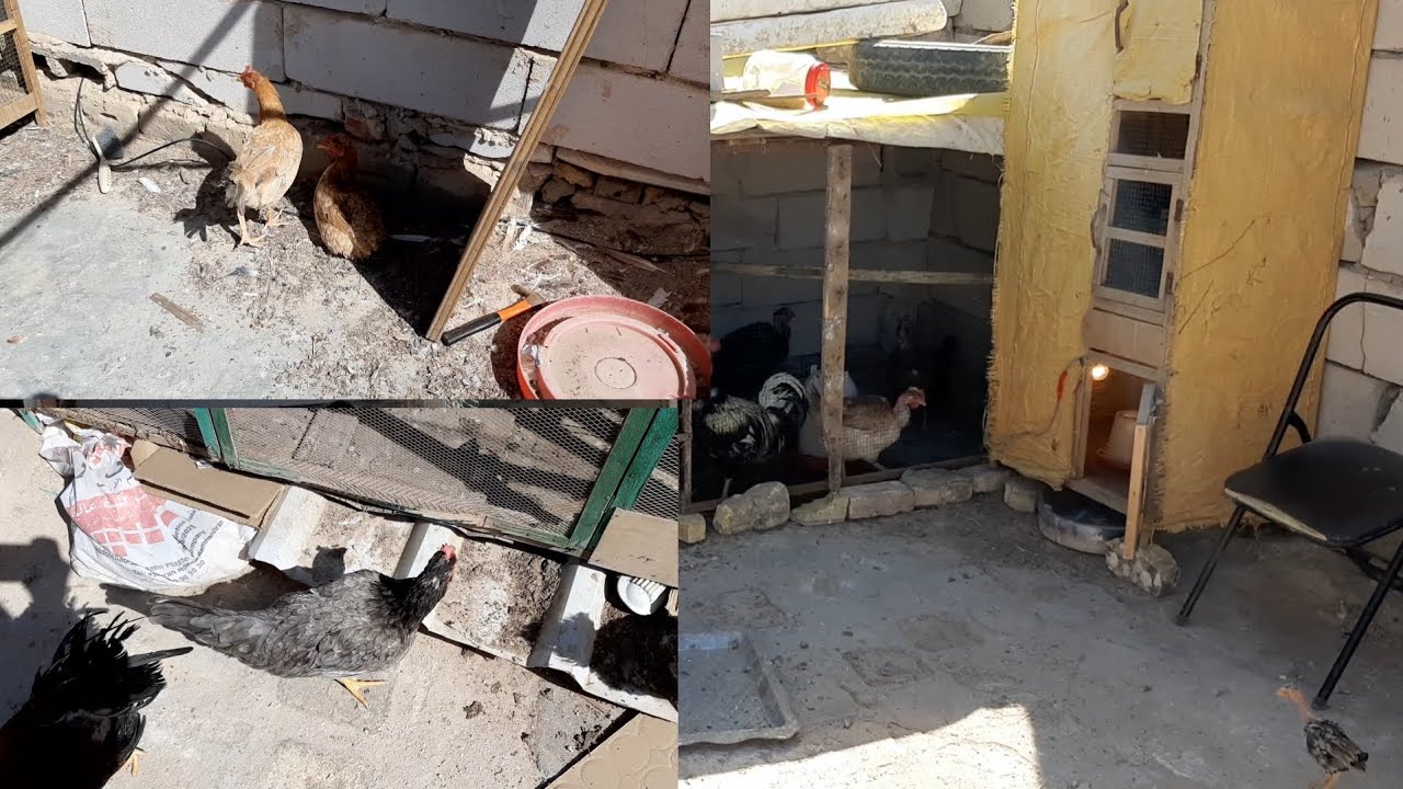 نقلت الدجاج🐓 للصطح اشتريت4دجاجات🐓 عرب 