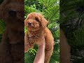 Toy Poodle
