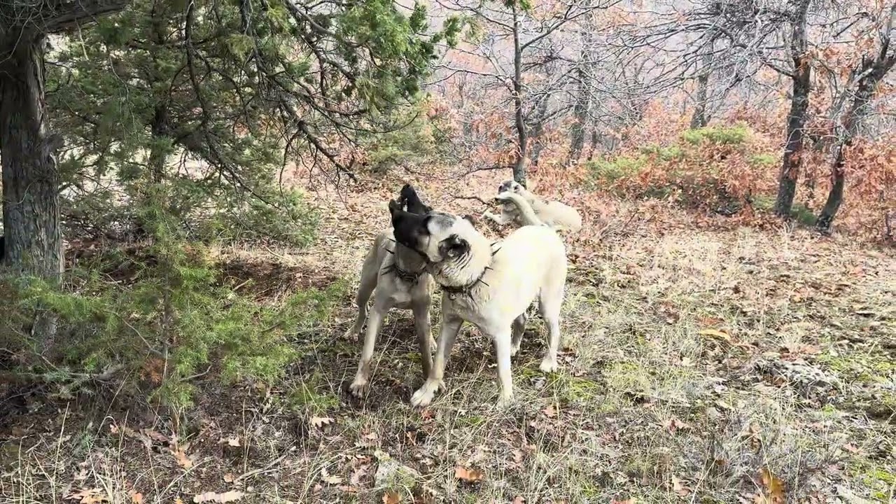 ENGİZEKLERİN ÇOBANI 🐐🐶 güzel bir kar yağışı😊#keşfet #öneçıkar #köy #doğa #köyhayatı #kangal #kar 