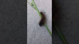 Spike venom caterpillar #animals #insects #spider #nature #butterfly #bug #beautynature #shortvideo