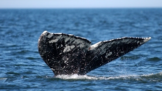 Iucn, International Union For Conservation Of Nature Live Stream