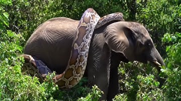 Giant python attacks elephant  . Video Ai