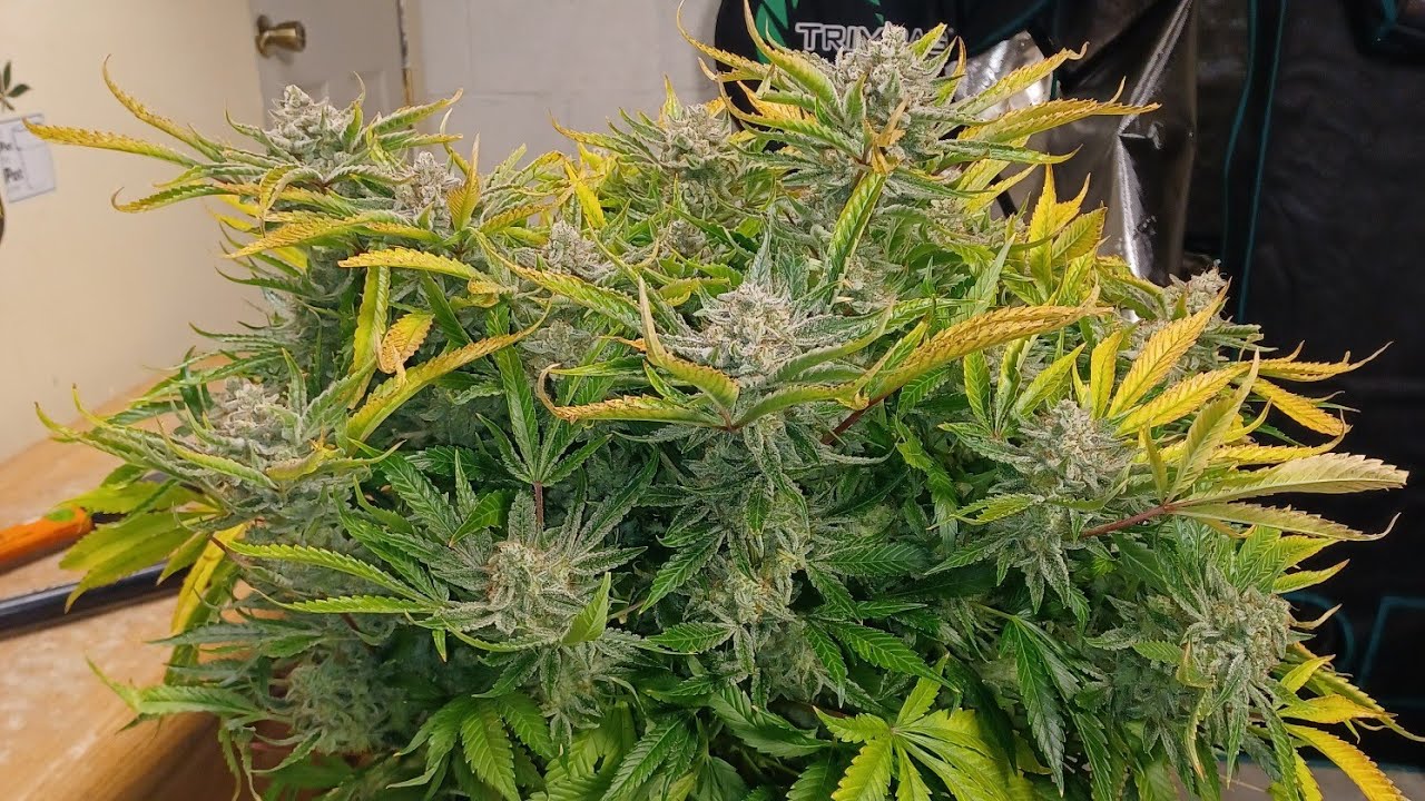 Banana Mash Auto frosty Harvest Exotic Seeds medical cannabis grow