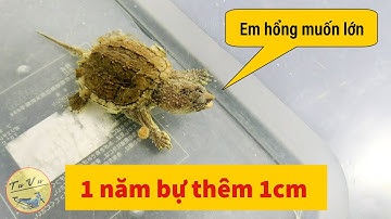 Vlog #154 | Vì sao rùa Florida của mình nuôi hoài không lớn | Rùa Cá Sấu | TuVu