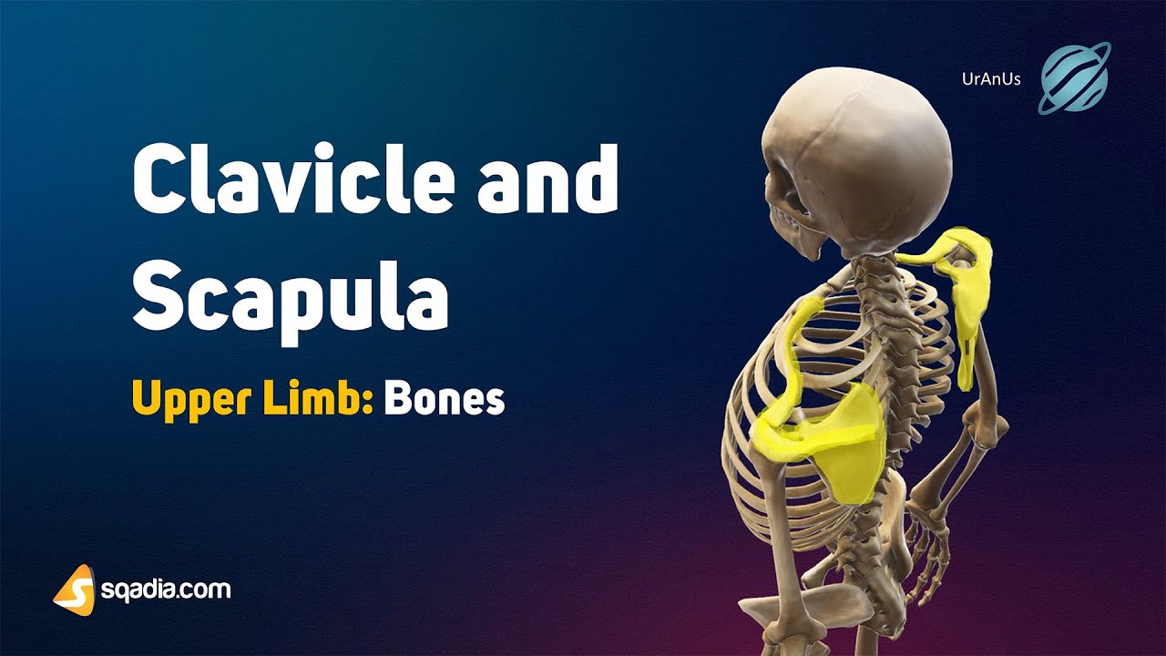 Upper Limb Bones | Anatomy | Clavicle and Scapula | Thoracic Cavity ...