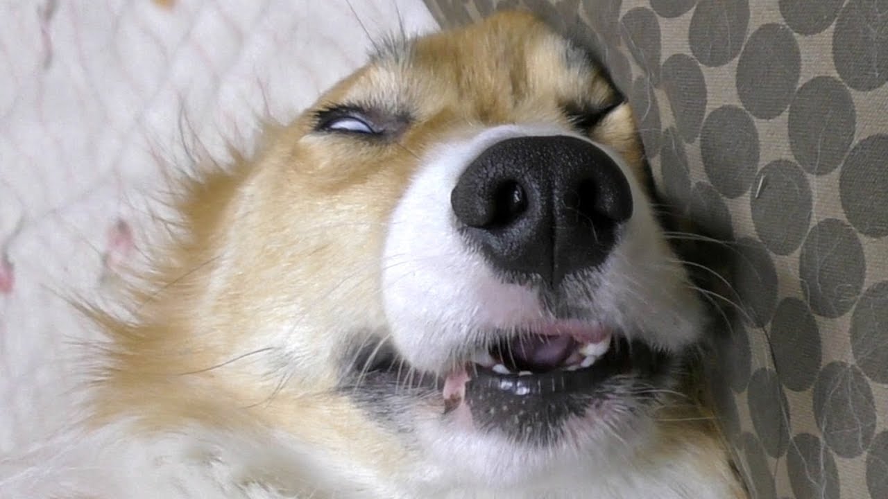 Youtube的にアウトな顔になってるロクさん Roku Face 1902 Dog コーギー 犬 変顔 顔芸 Youtube