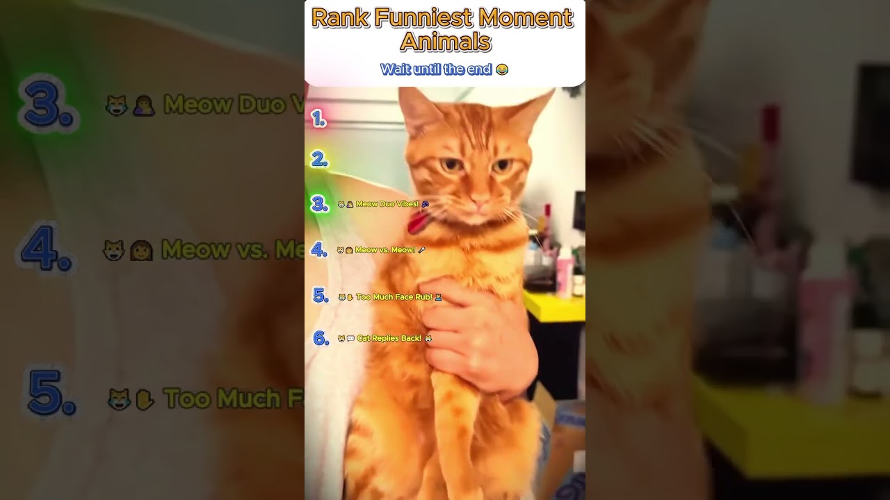 Sneaky Cat Antics Ranking 😹 