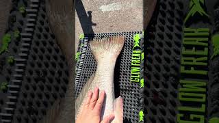 WHEN YOU NEED THE 130cm XL AND THE 80cm WONT CUT IT.#fishing #fish #fillet #filleting #glowfreak