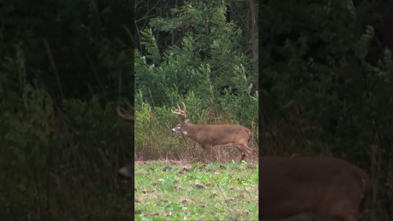 GIANT BUCK Iowa 9pt. Neighbor Legend 