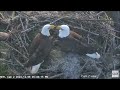 AEF~NEFL Nest Cam~Best mating attempt so far~Gabby &amp; V3  2 cam views 12 6 2023