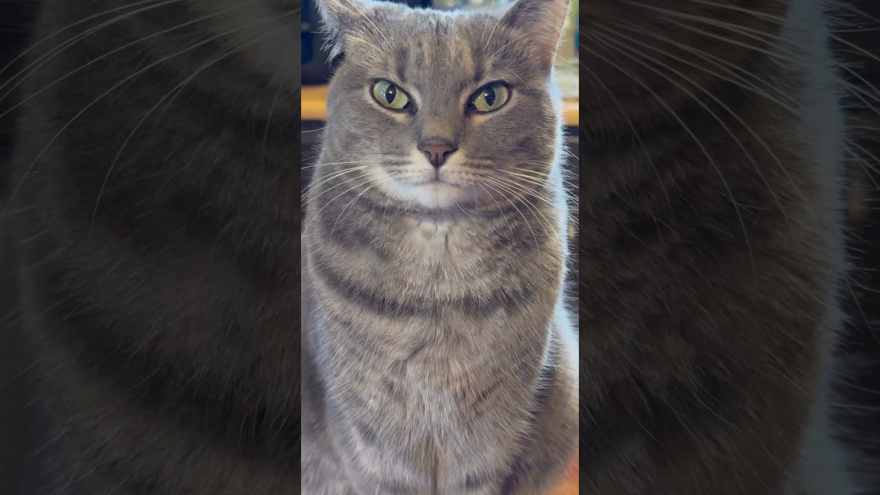 Snow Day #3 - Lucipurr's Perspective How the Snow Storm is effecting her Funny Cute Cat Skit 