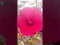 Hibiscus 🌺#flowers #shortsfeed #shorts #shortsvideo #ytshorts #yt #gardening #hibiscus #reels