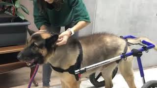 Woman Putting Disabled German Shepherd into Wheelchair  Quick & Easy!